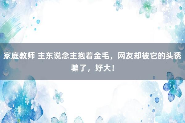 家庭教师 主东说念主抱着金毛，网友却被它的头诱骗了，好大！